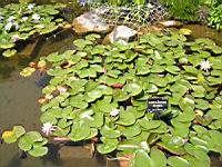 Caroliniana Rosea (fam Nympheas) (Obt. Latour-Marliac 1908) (01) (Photo F. Mrugala)